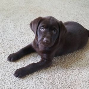 Meet your Posher, Lindsey